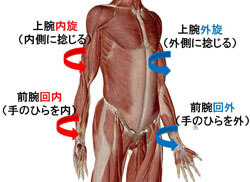 上腕と前腕の連動